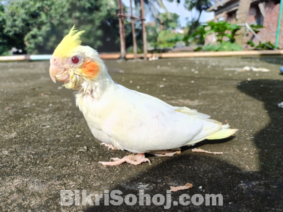 ককাটেল বেবি